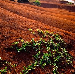 《艾尔登法环》有一些隐藏Boss 玩家难以对付会被狂虐